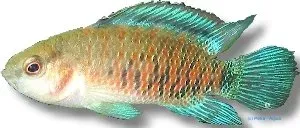 Näsets Badis badis Blue kameleontfisk akvariefisk 3–4 cm