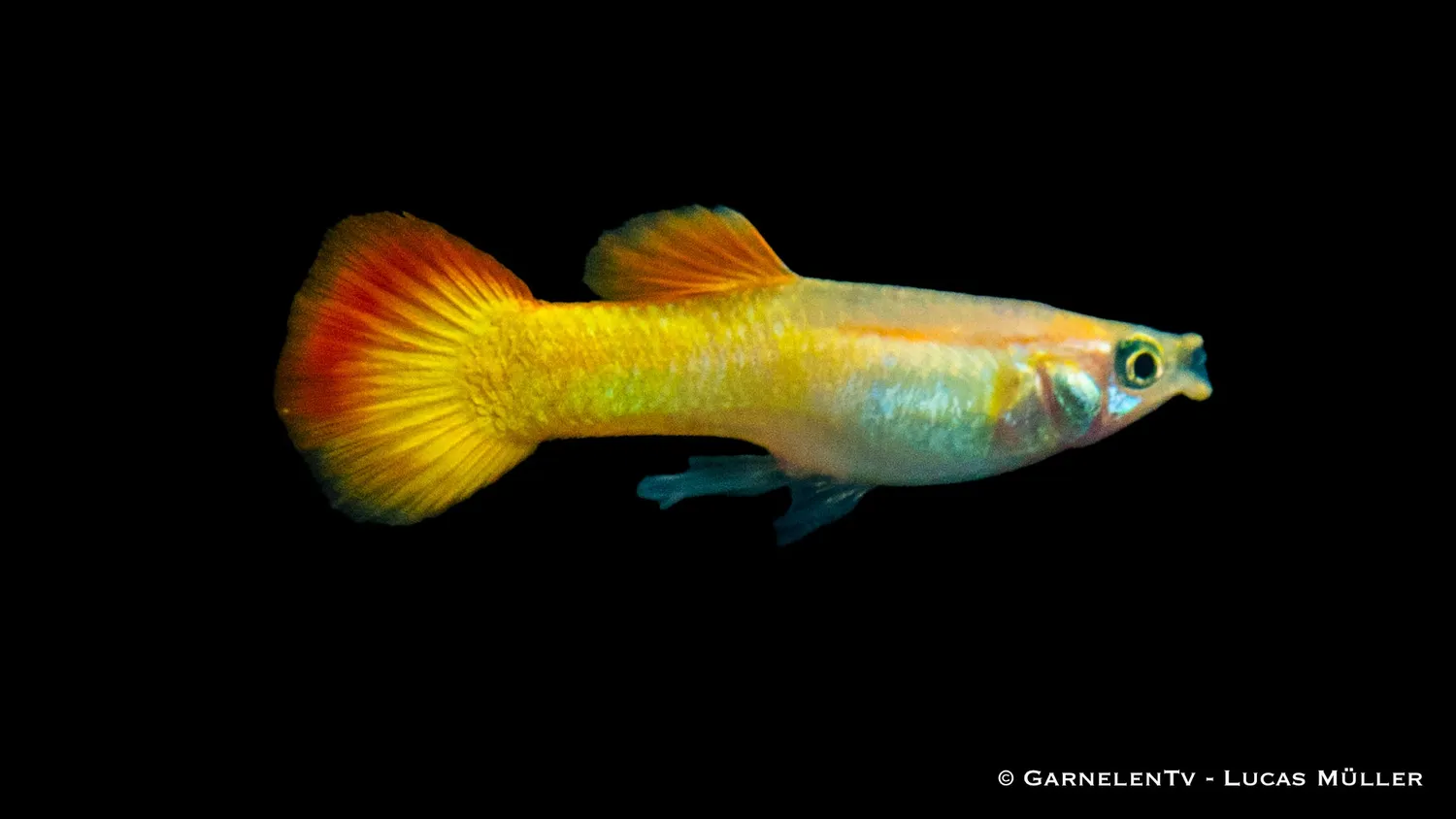 Garnelen TV Flame guppy hane 3–4 cm nybörjarfisk