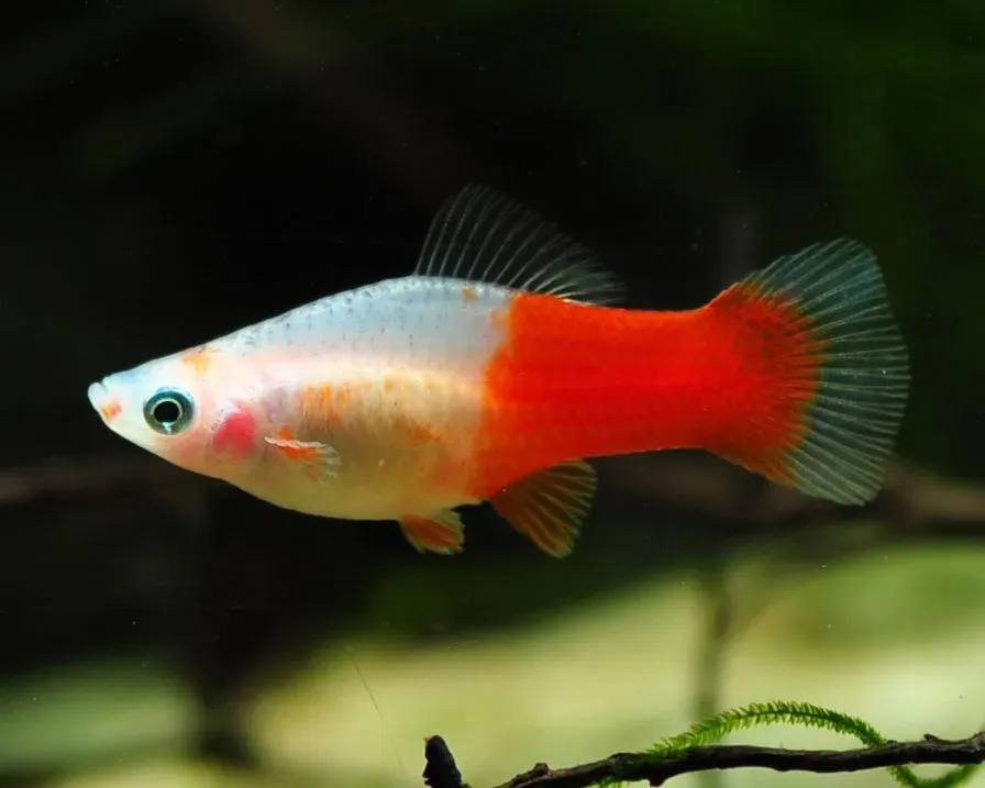 Näsets Ciklidhobby Xiphophorus hellerii Koi kahaku svärdbärare levande