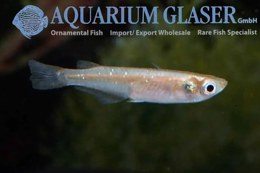 Näsets Ciklidhobby Oryzias latipes Sparkled Grey risfisk