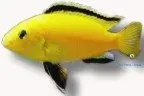 Labidochromis Yellow malawiciklid 4–5 cm gul
