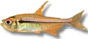 Näsets Ciklidhobby Tetra Ulrey akvariefisk >3 cm stimfisk