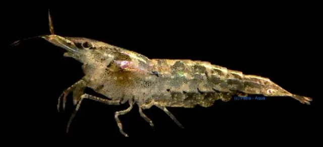 Caridina sp. rainbow räka 1 cm färgsort