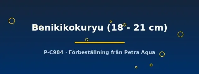 Näsets Benikikokuryu koi karp 18–21 cm dammfisk