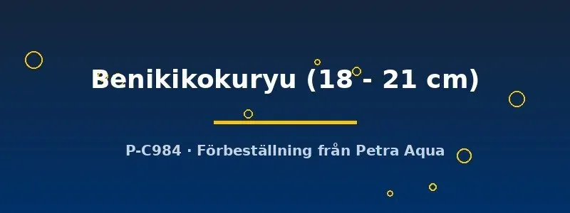 Näsets Benikikokuryu koi karp 18–21 cm dammfisk