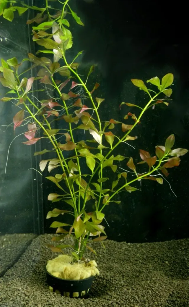 Näsets Ciklidhobby Ludwigia natans akvarieväxt Medium