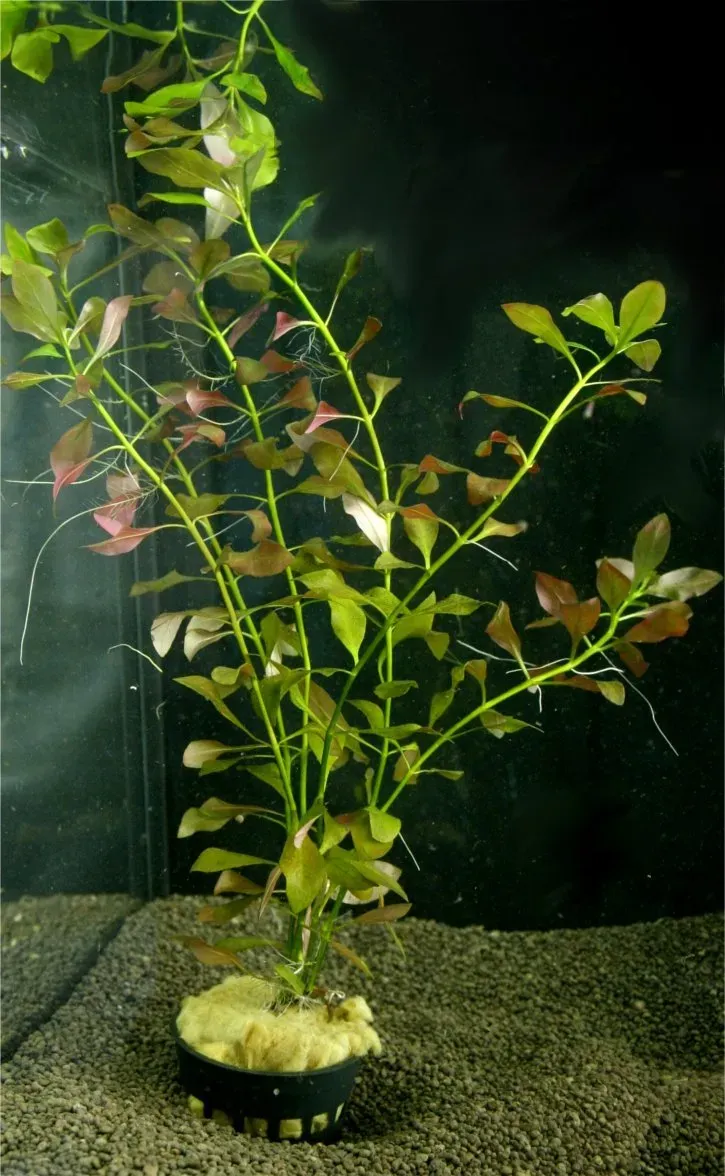Näsets Ciklidhobby Ludwigia natans akvarieväxt Medium