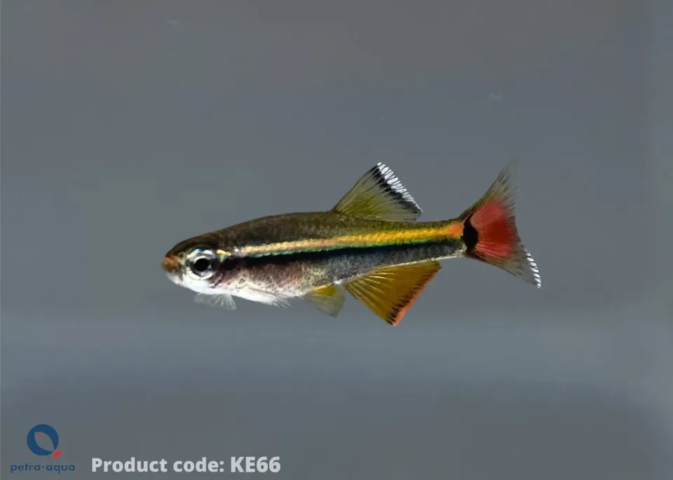 Näsets Ciklidhobby Tanichthys micagemmae kardinalfisk 2–2,5cm