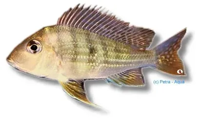 Näsets Ciklidhobby Altifrons Trombetas ciklid 4–5 cm sand
