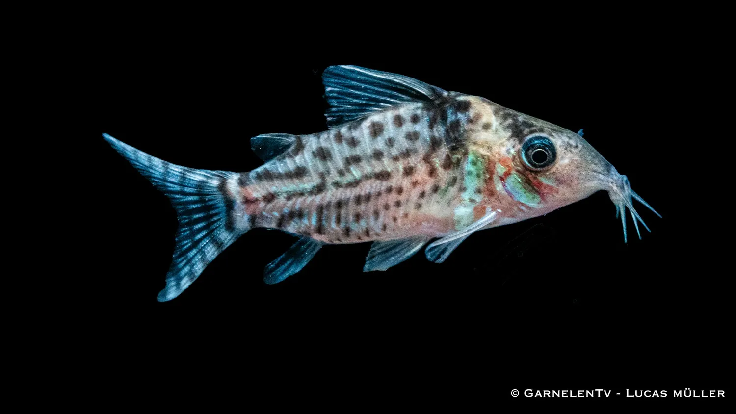 Garnelen TV Corydoras punctatus pansarmal prickig