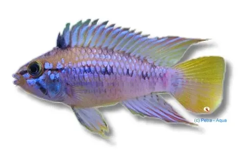 Näsets Ciklidhobby Apistogramma papagalo dvärgciklid 3–4 cm