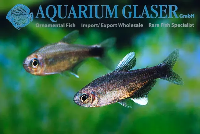 Näsets Ciklidhobby Hyphessobrycon negodagua tetra md–lg stimfisk