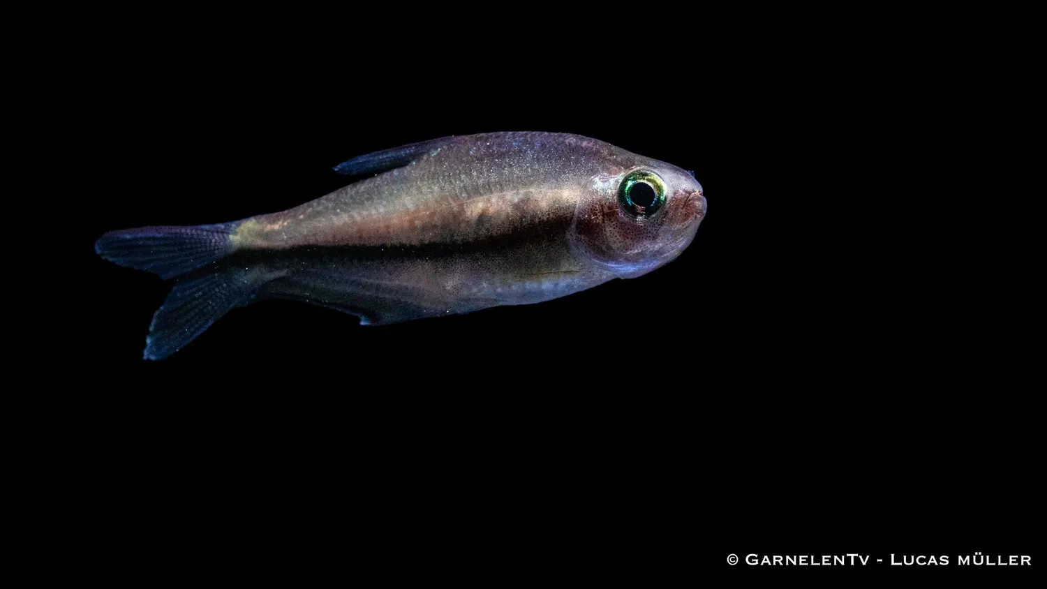 Garnelen TV Regnbågstetra Nematobrycon lacortei stimfisk