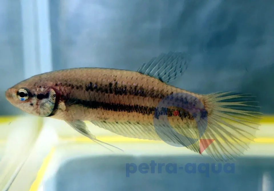 Näsets Ciklidhobby Betta Imbellis yellow tail kampfisk hona L