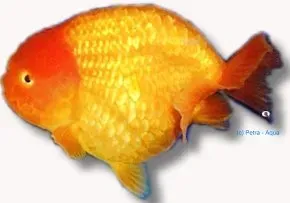 Näsets Ciklidhobby ranchu assorted guldfisk 6–7 cm kallvatten