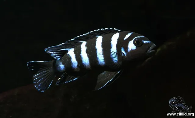 Näsets Ciklidhobby Pseudotropheus demasoni ciklid 4–5 cm