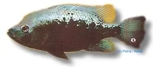Näsets Ciklidhobby Cichlasoma bartoni ciklid 7–9 cm