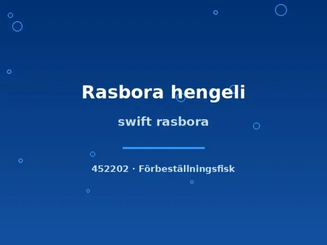 Näsets Ciklidhobby Swift Rasbora Hengeli akvariefisk sm–md