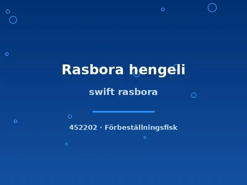 Näsets Ciklidhobby Swift Rasbora Hengeli akvariefisk sm–md