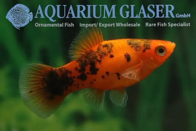 Näsets Ciklidhobby Platy red fisk large helröd levandefödare