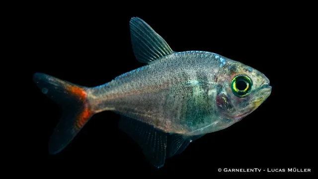 Garnelen TV Rödblå colombian Hyphessobrycon columbianus tetra