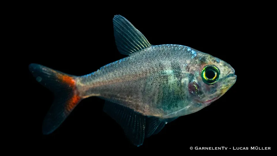Garnelen TV Rödblå colombian Hyphessobrycon columbianus tetra