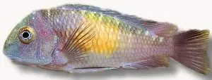 Näsets Ciklidhobby Pelvicachromis super red ciklid 5–7 cm