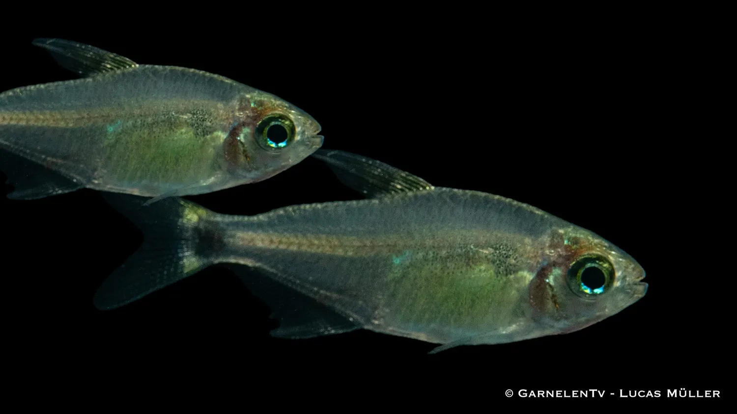Garnelen TV procyon tetra stimfisk Hyphessobrycon