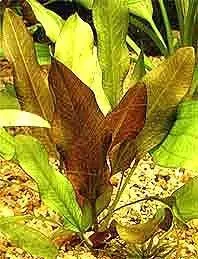 Echinodorus Mercedes akvarieväxt kruka svärdplanta