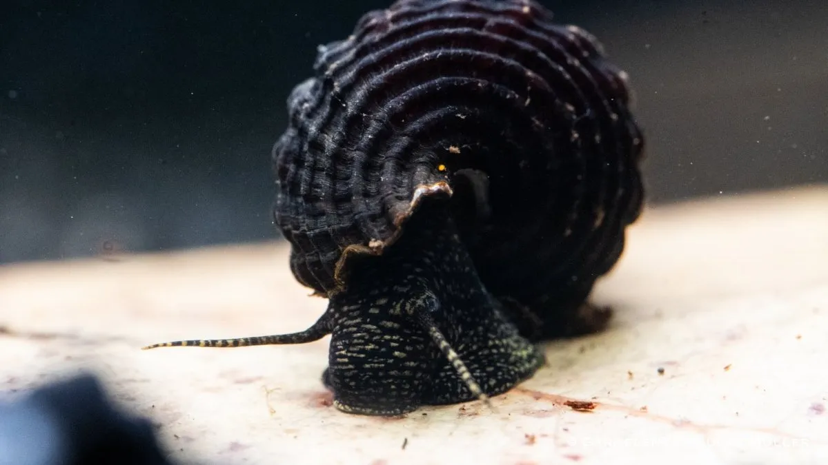 Garnelen TV guldprick pososnäcka Tylomelania towutensis snäcka