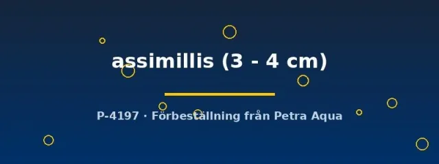 Puntius assimillis barb 3–4 cm stimfisk