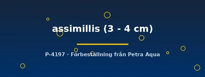 Puntius assimillis barb 3–4 cm stimfisk