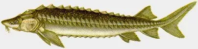 Näsets Ciklidhobby Acipenser gueldenstaedtii dammfisk
