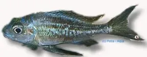 Näsets Ophthalmotilapia ventralis ciklid 4,5-5 cm chimba