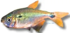 Astyanax bimaculatus akvariefisk 2,5–3,5 cm stim