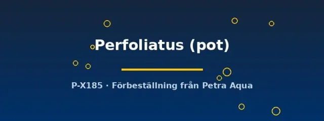 Näsets Ciklidhobby Potamogeton perfoliatus akvarieväxt pot