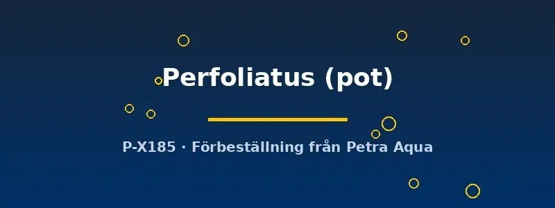 Näsets Ciklidhobby Potamogeton perfoliatus akvarieväxt pot