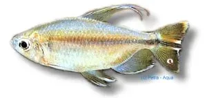 Yellow-Tailed African Tetra 2,5–3 cm stimfisk