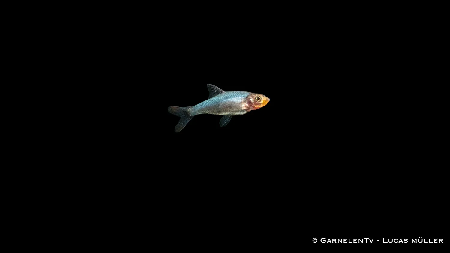 Garnelen TV Sawbwa resplendens nacktlaube stimfisk
