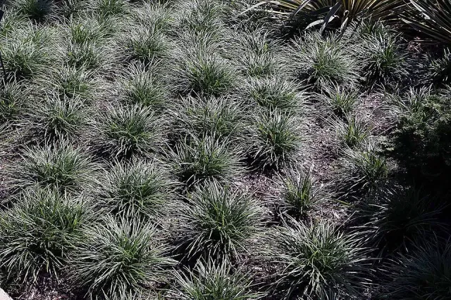 Näsets Ciklidhobby Ophiopogon japonica PT akvarieväxt