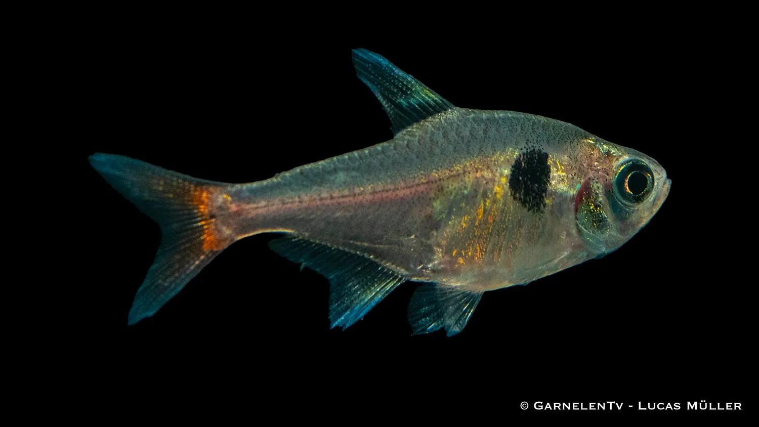 Garnelen TV Gul Hyphessobrycon roseus fantomtetra
