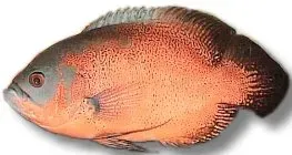 Näsets Ciklidhobby Oscar red ciklid 16–20 cm stor fisk