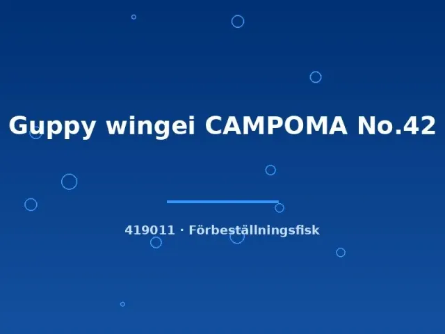 Guppy wingei Campoma No.42 guppy g.br.