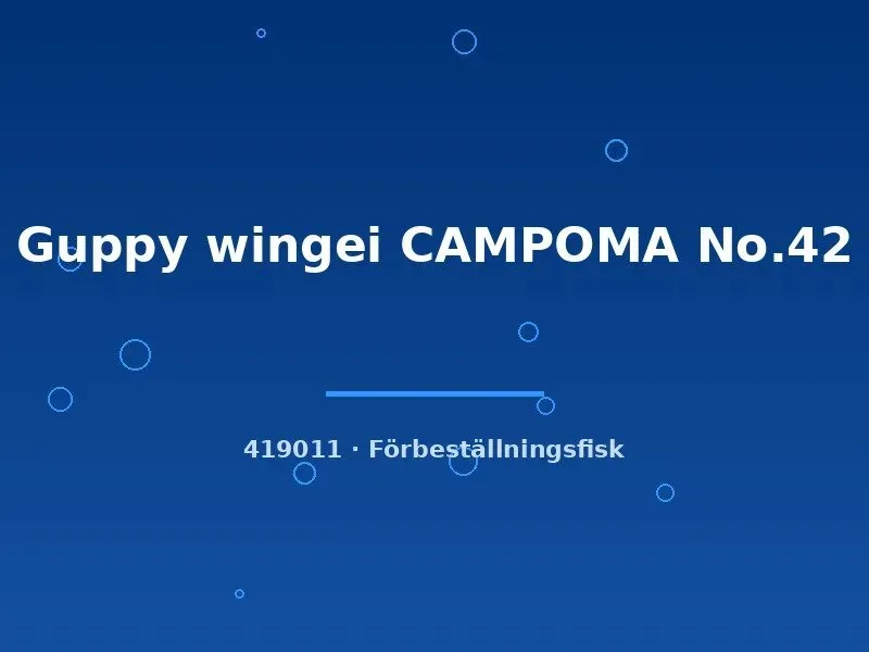 Guppy wingei Campoma No.42 guppy g.br.