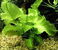 Näsets Ciklidhobby Nuphar japonicum akvarieplanta XXL stor