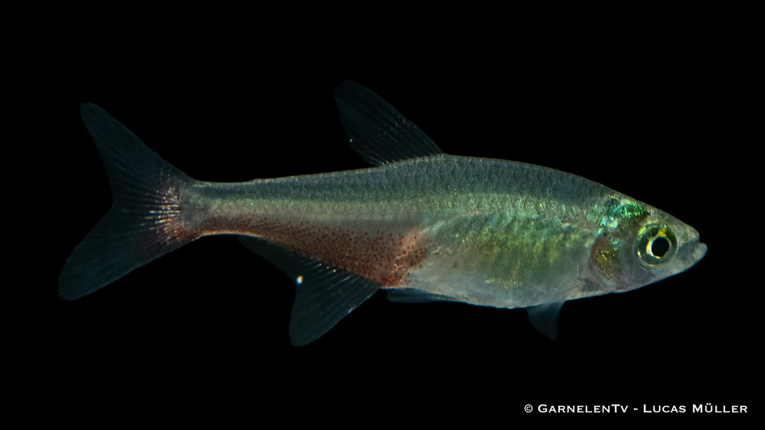 Garnelen TV Rubinsalmler stimfisk Aphyocharax