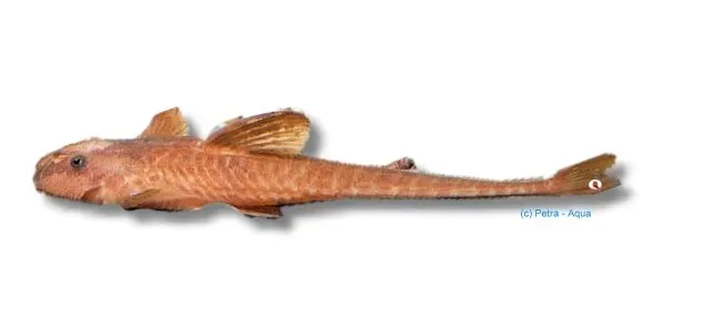 Näsets Ciklidhobby Loricaria sp. schocko mal över 8 cm