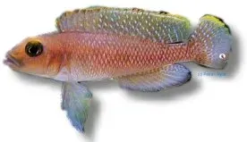 Lamprologus ornatipinis ciklid 3,5–4 cm Tanganyika
