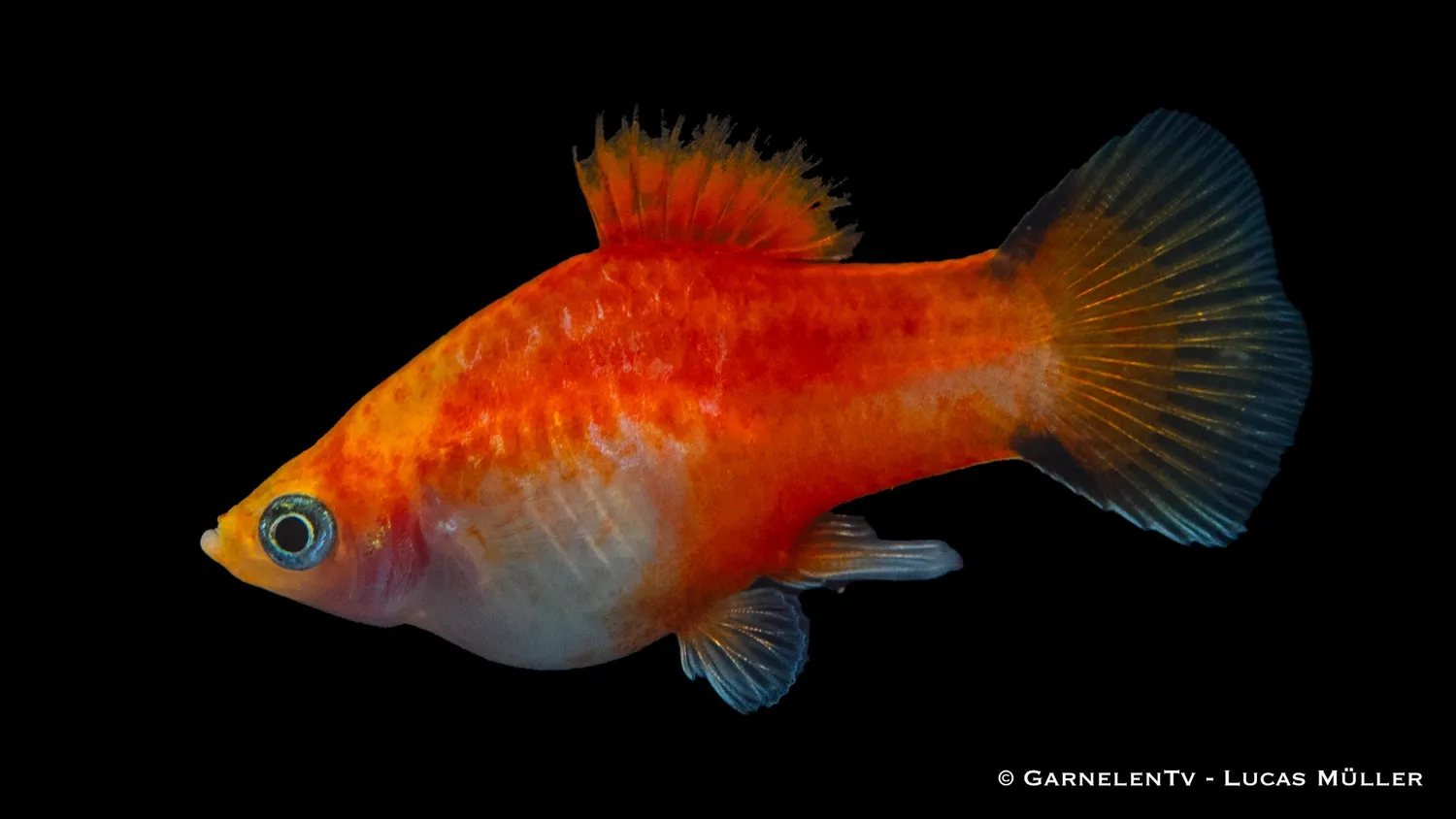Garnelen TV Xiphophorus maculatus platy ananas