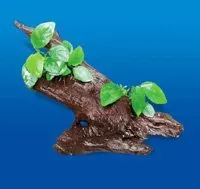 Näsets Ciklidhobby Root+2 Anubias rot med växter tålig